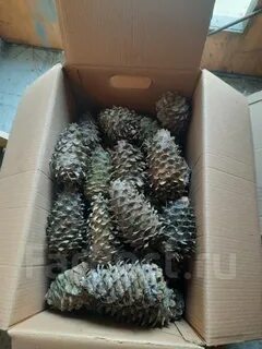 Продам шишку кедровую