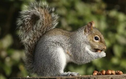 Squirrel's