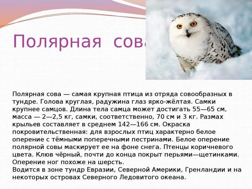 В какой зоне живет полярная сова. Сообщение о животном из тундры Полярная Сова. Полярная Сова в тундре описание. Сообщение о полярной сове. Полярная Сова сообщение 4.