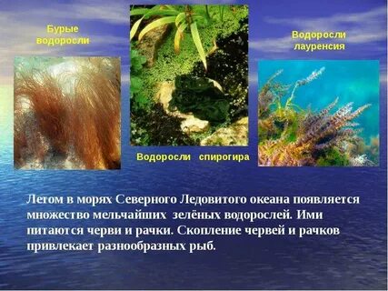 Животный и растительный мир северного ледовитого океана