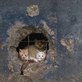 Бездомных кошек куда