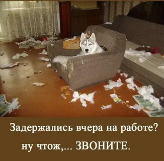 Почини собаку