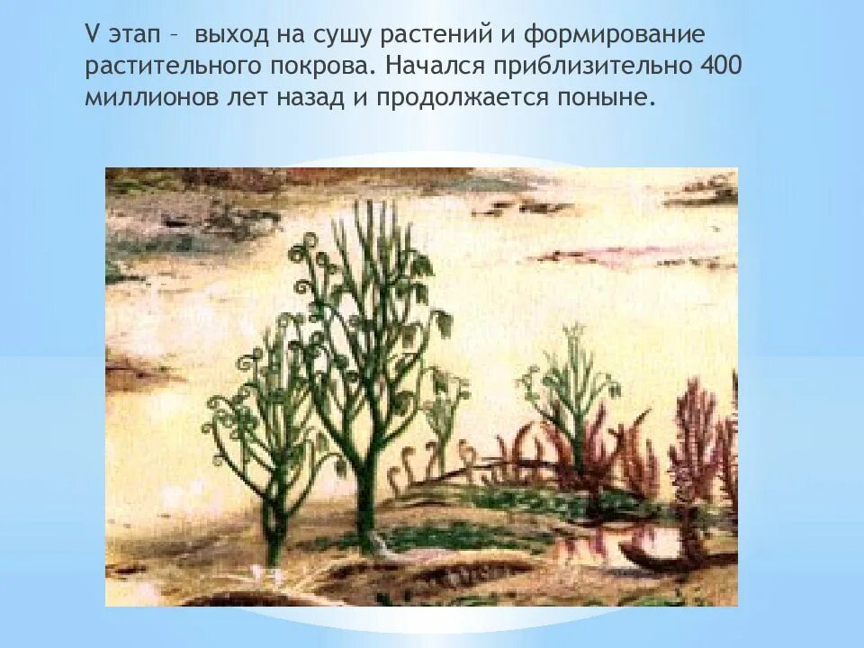 Когда появились 1 растения. Псилофиты растения. палеозойская эра псилофиты. силурийский период псилофиты. риниофиты силур.
