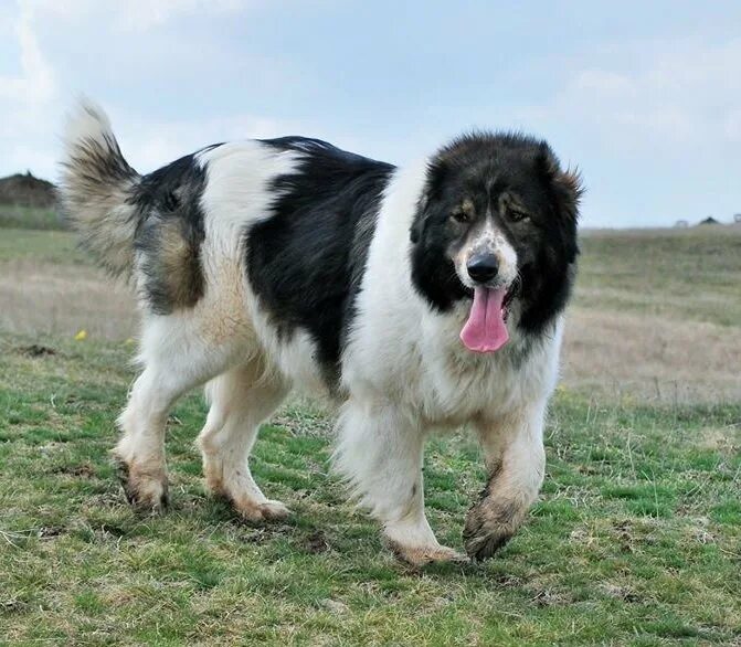 Файл:Bulgarian Shepherd Dog  Википедия