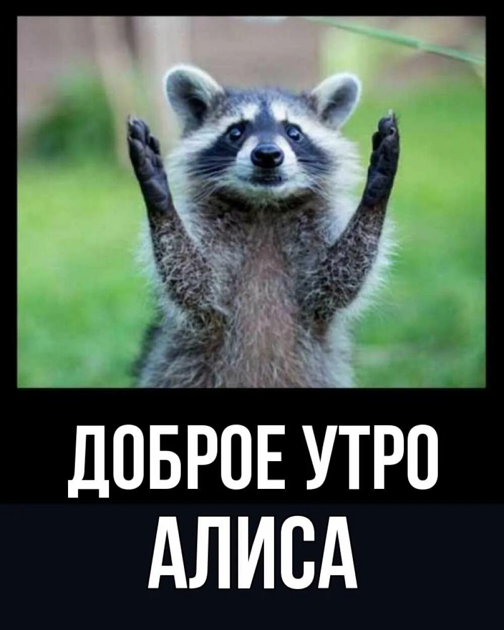 Доброе утро от алиски. Доброе утро аслан.