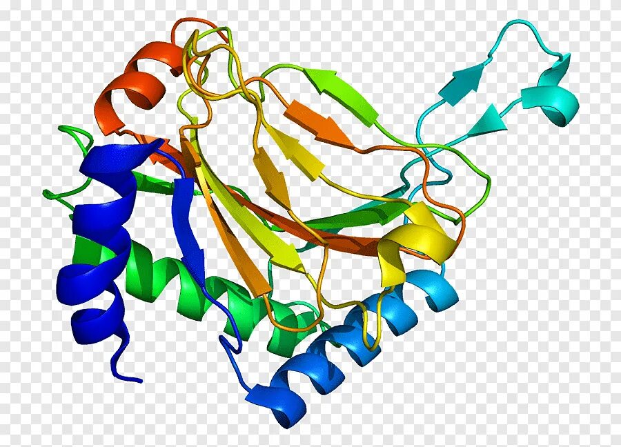 Структура белка PYMOL. Белок HIF. Ген белок фермент. Hif1a ген. Ген 1 телефон