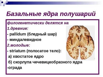 Серое вещество базальные ядра