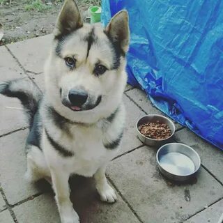 Смесь лайки фото