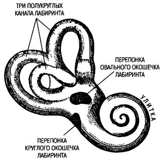 Ухо улитка рисунок