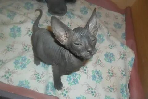 Котенок сфинкса 1 месяц