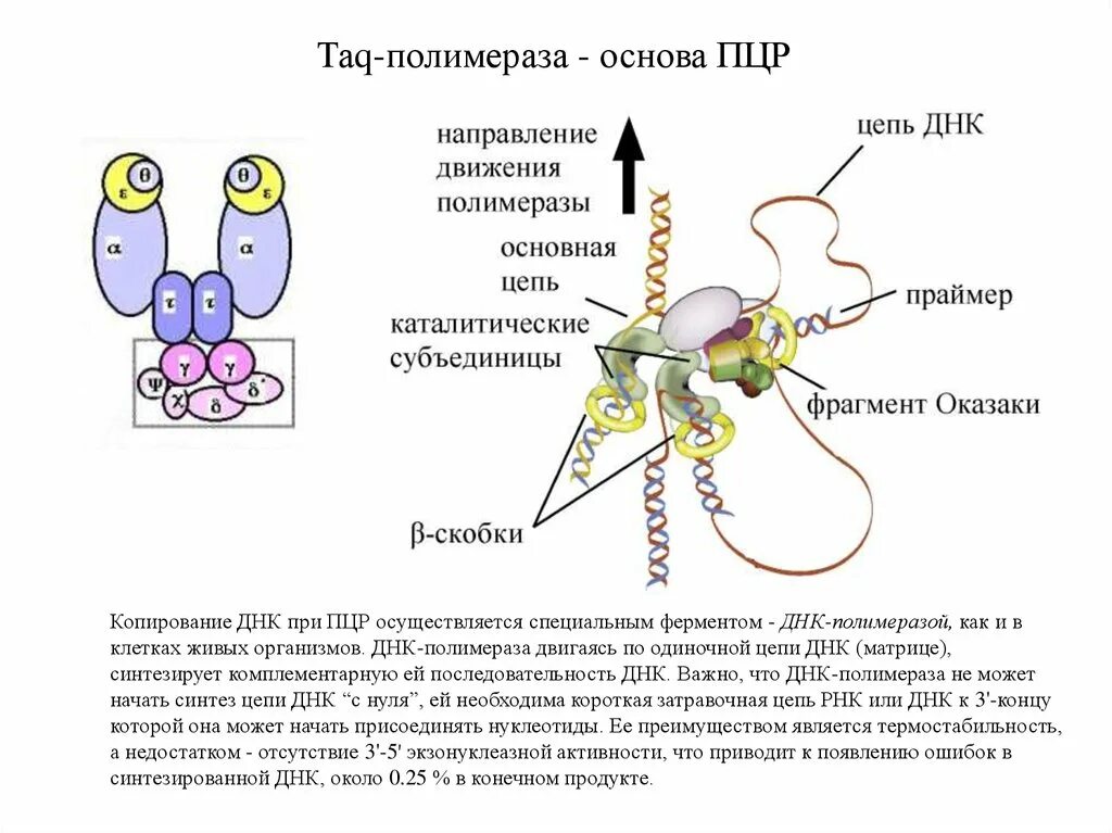 Осуществляется ферментом днк полимеразой. ДНК полимераза для ПЦР. Taq полимераза в ПЦР. ДНК полимераза типы. Таг полимераза ПЦР что это.