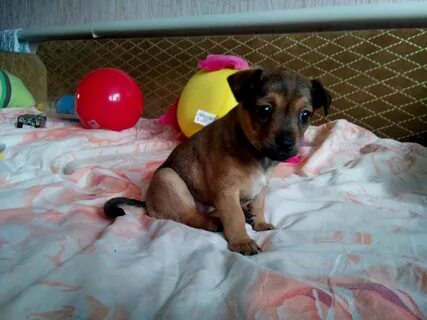 Щенки даром москва и московская область