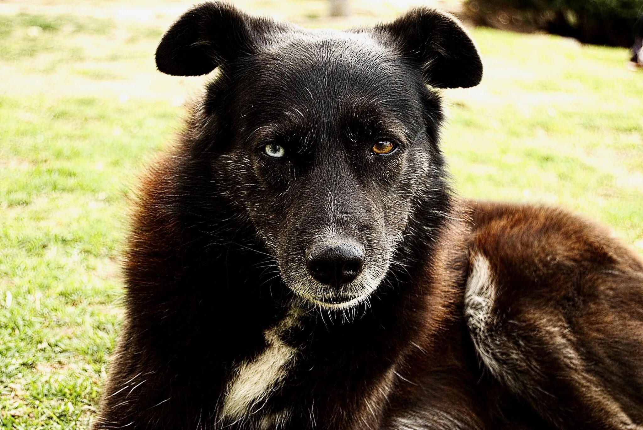 Сколько всего пород собак существует в мире. Хаски соболиный окрас. Лабрадор ретривер фокс ред. Лабрадор ретривер рыжий короткошерстный. Цвета собак естественные.