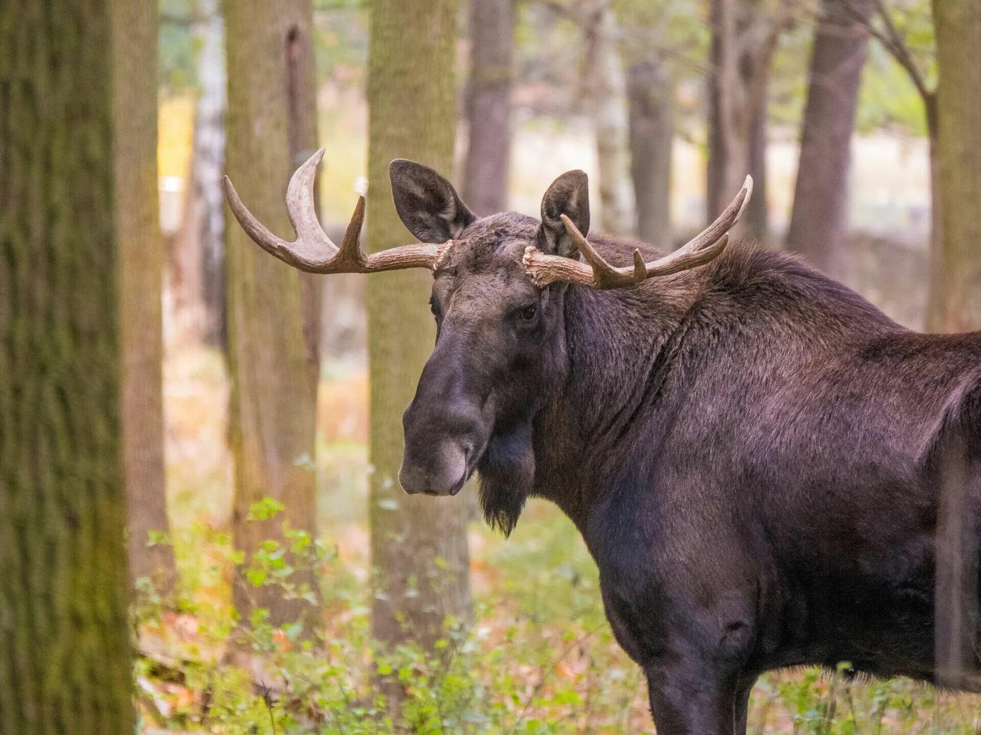 Хрипанский лось. Хрипанский лось. Лось дальневосточный. Лось. Как называется лось.