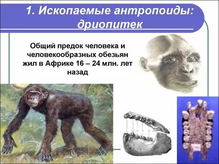 Общий предок человека и человекообразных обезьян тест