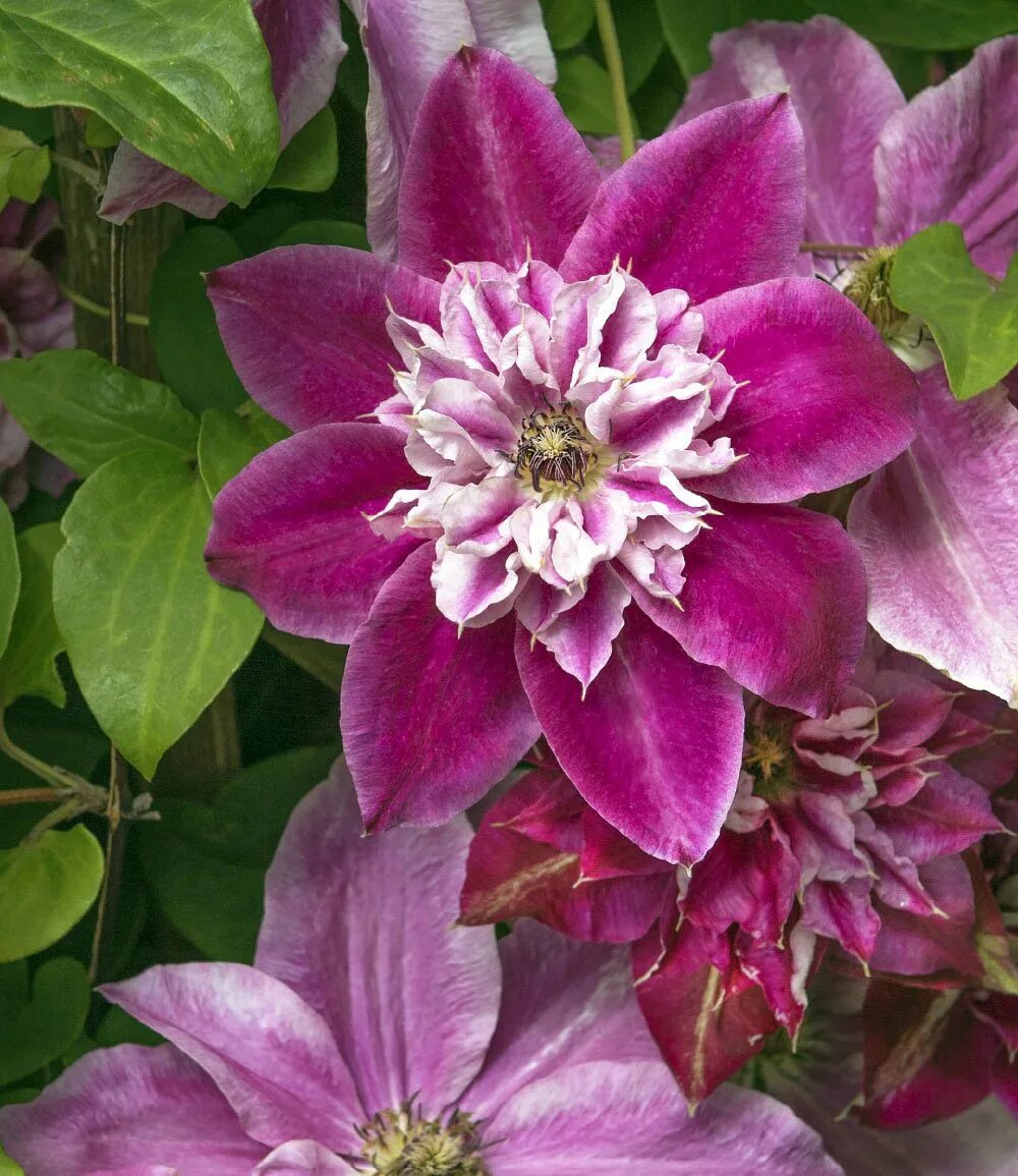 клематис дарлинг. клематис даймонд болл. клематис май дарлинг описание. клематис гибридный май дарлинг. клематис май дарлинг (my darling).