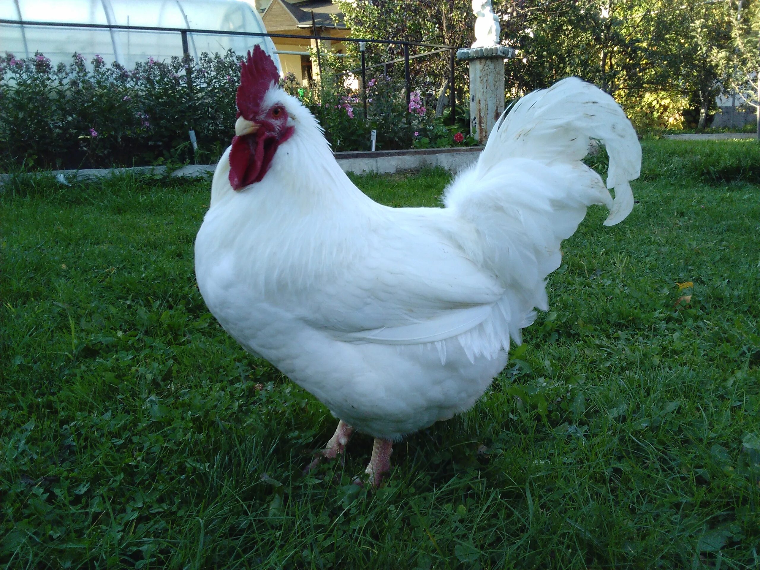 э1 мини-яичная цветная курица. мини - мясные палевые в77. климинские куры. мини мясные красные куры. мини яичные куры.