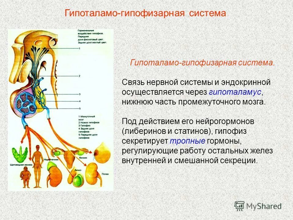 Позвоночник и внутренние органы. Прямые и обратные связи в биологии. Блуждающий нерв схема ядер. Нервная система строение и функции органов. Анатомия нервной системы позвоночника человека.