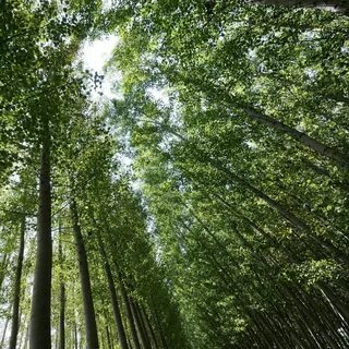 У самого леса вытянулся целый островок молодых