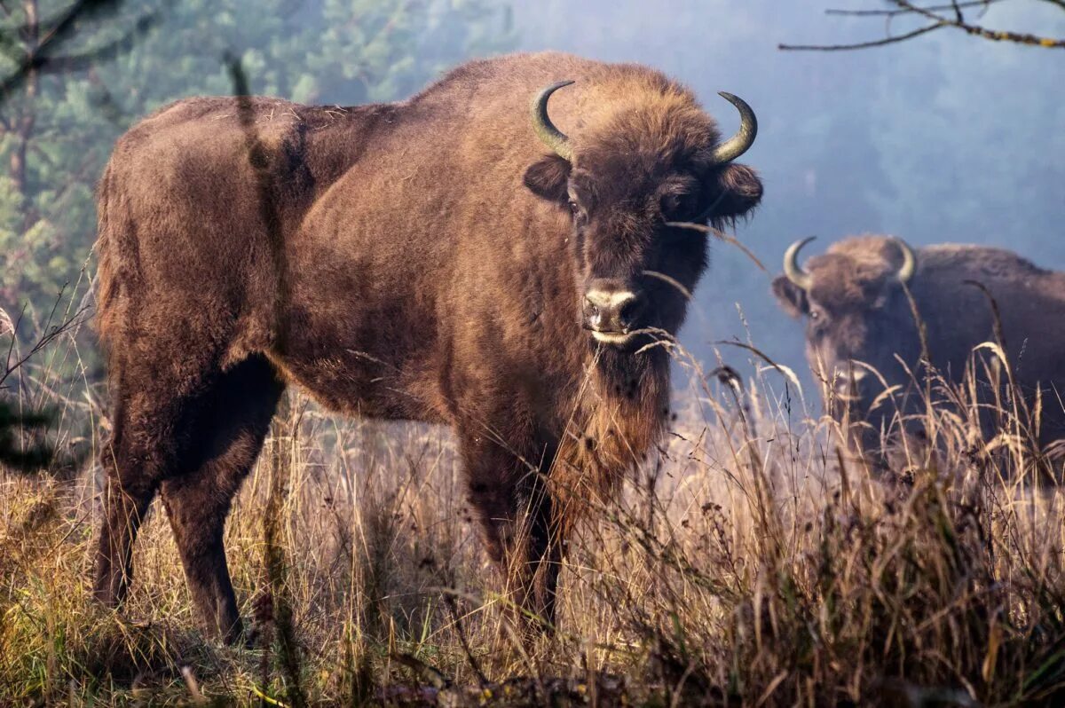 Не работает зубр. Зубр bison bonasus bonasus. длиннорогий зубр. зубр фото. зубр в греции.