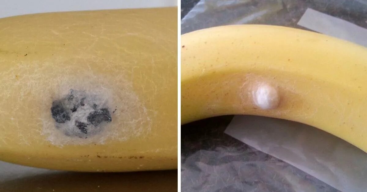 банан с пятнами. бананы с пятнышками. переспелый банан. бананы с пятнышками. банановый паук.