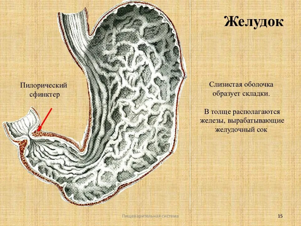 Привратник желудка анатомия. Привратник пилорический клапан. Сфинктеры желудка анатомия. Пилорический клапан желудка. Почему сфинктер