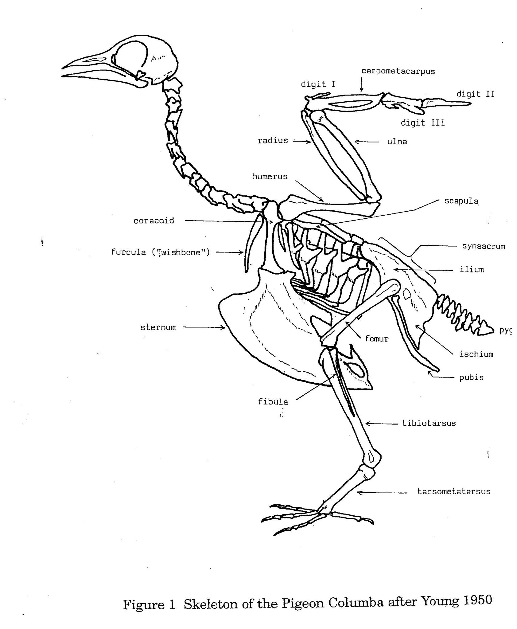 Внутреннее строение птиц скелет. Строение скелета утки. Анатомия скелета гуся. Строение скелета гуся. Скелет курицы с описанием.