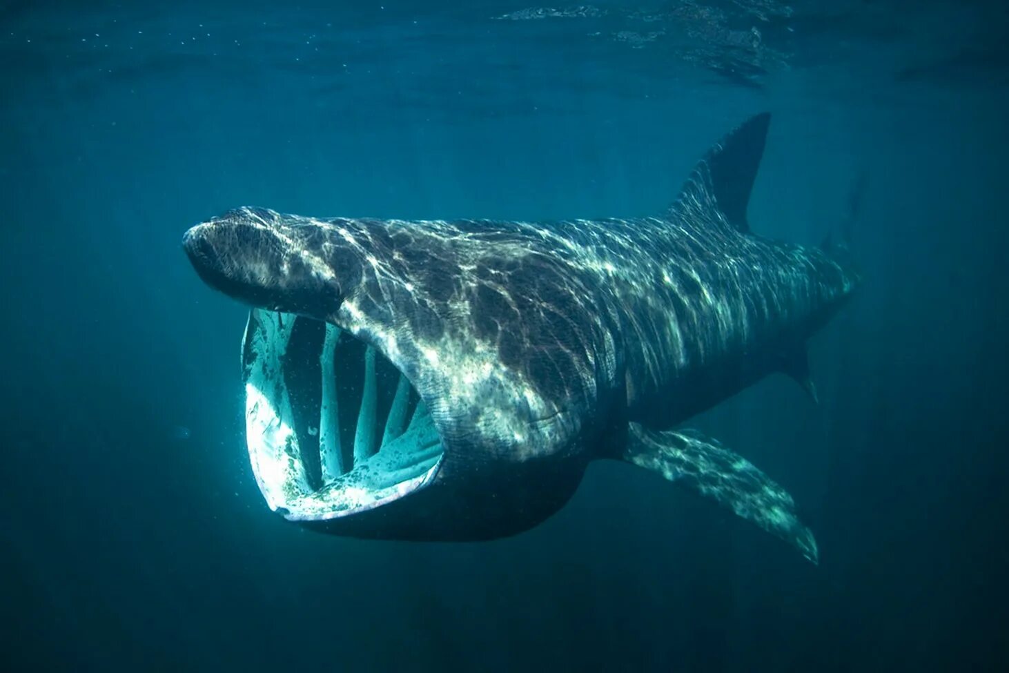 Сама большая акула. Баскинг Шарк акула. Большая акула Cetorhinus Maximus. Китовая гигантская и большеротая акула. Гигантская исполинская акула.