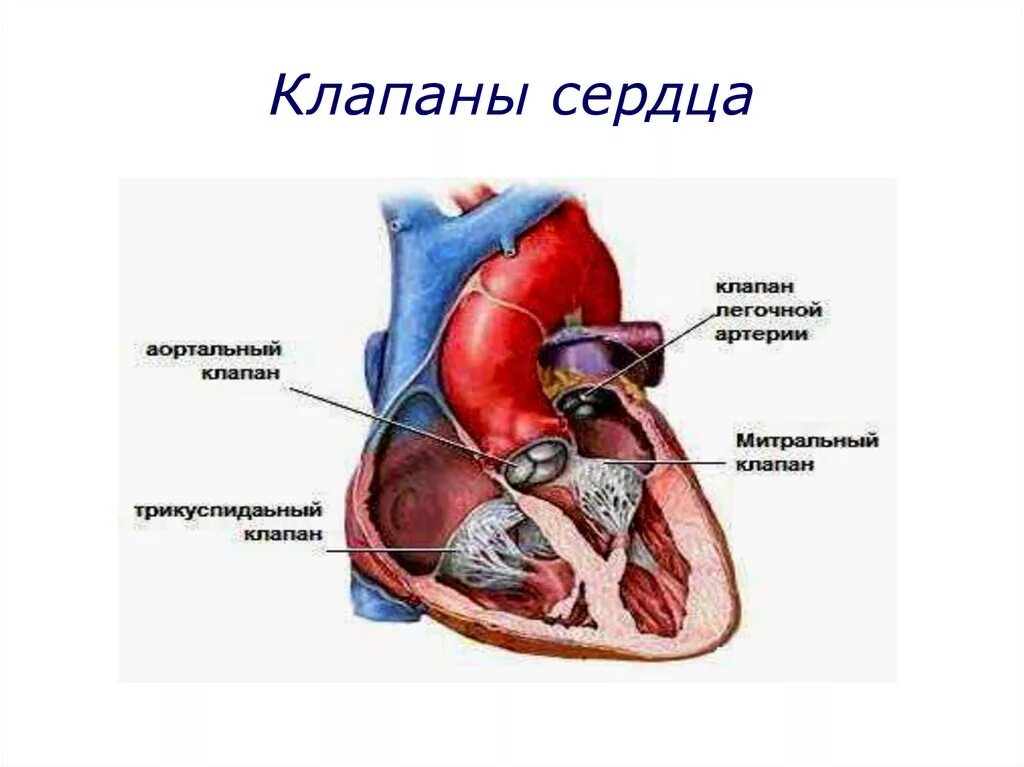 Строение сердца человека клапаны сердца. Строение клапанов сердца. Строение и расположение клапанов сердца. Клапаны сердца человека анатомия. Насколько сердце