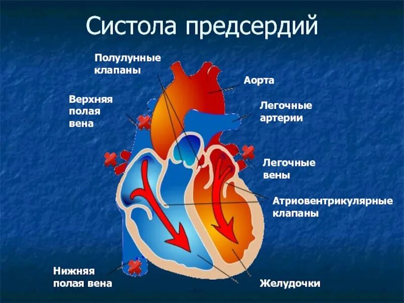 Систола предсердия человека. Диастола полулунные клапаны. Систола и диастола сердца. Строение сердца систола диастола. Систола желудочков клапаны.