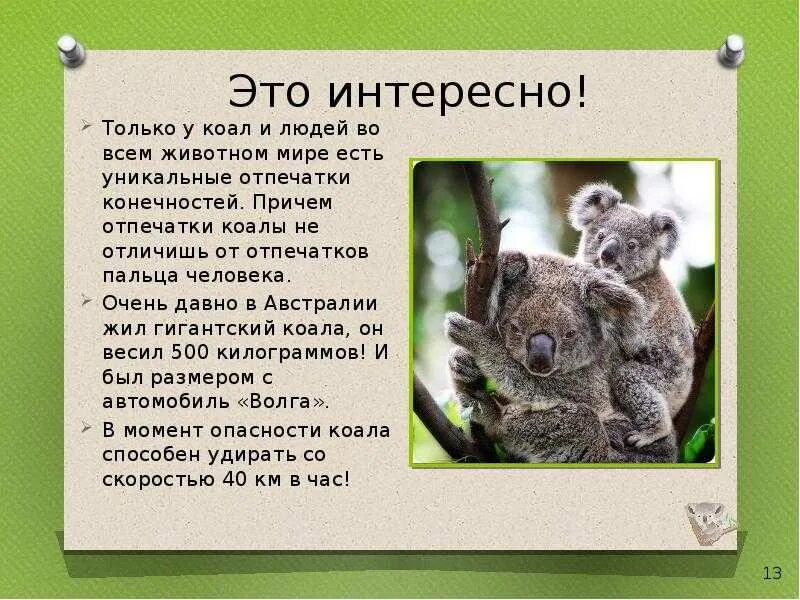 Маленькое сообщение о животных. Рассказ про коалу. коала описание. маленькое сообщение о коале. австралия коала описание.