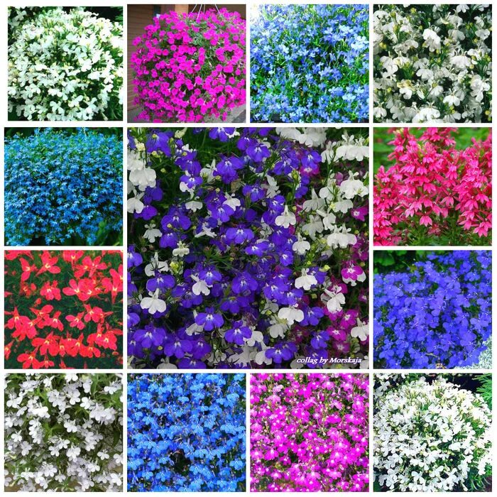 лобелии однолетние или многолетние