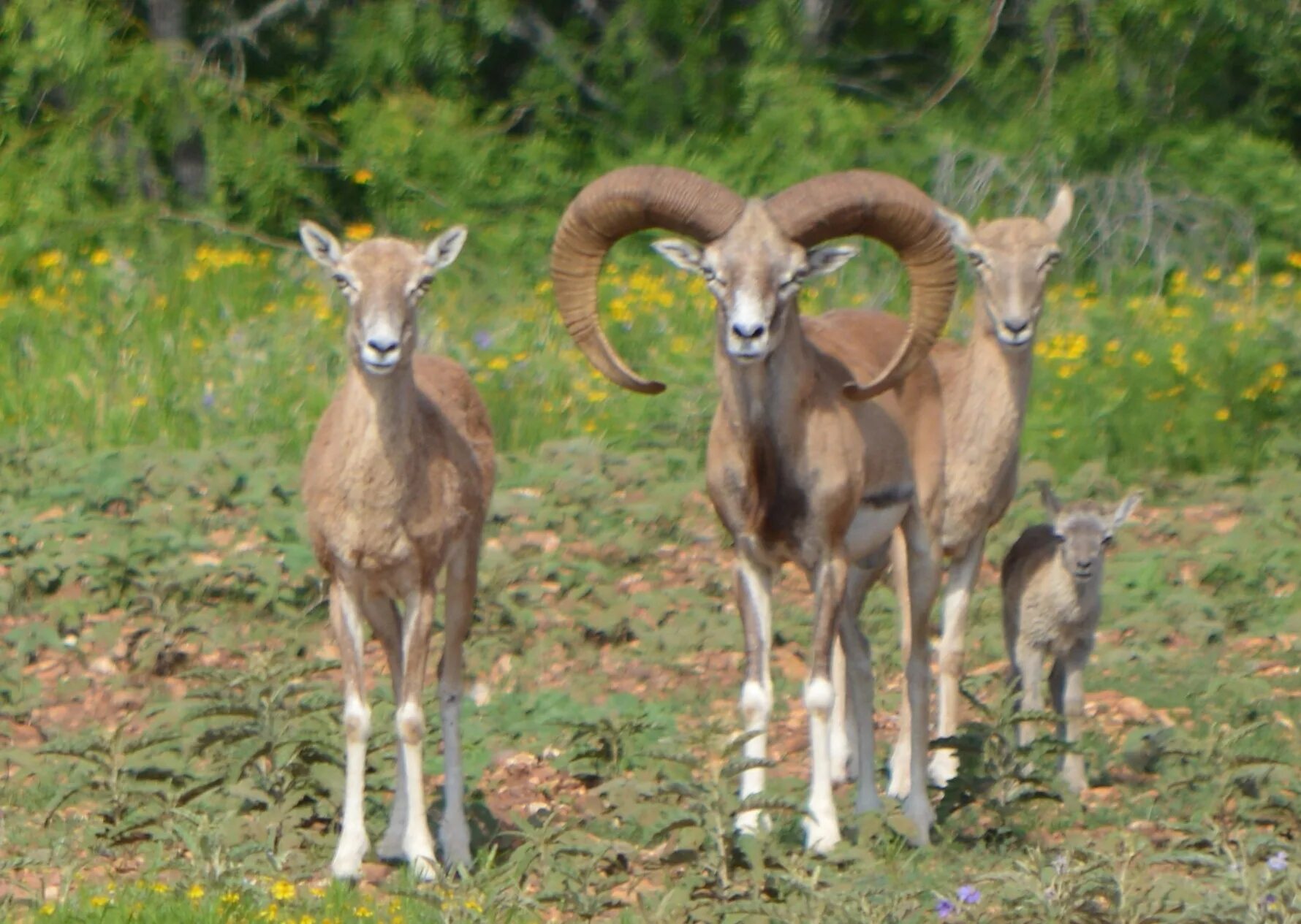 Муфлон кипр. Муфлон заповедник. Горный баран муфлон. Бухарский уриал. Крымский заповедник муфлон.