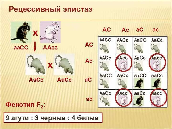 Эпистаз генетические схемы. Рецессивный эпистаз. Взаимодействие неаллельных генов эпистаз рецессивный. Рецессивный эпистаз примеры.