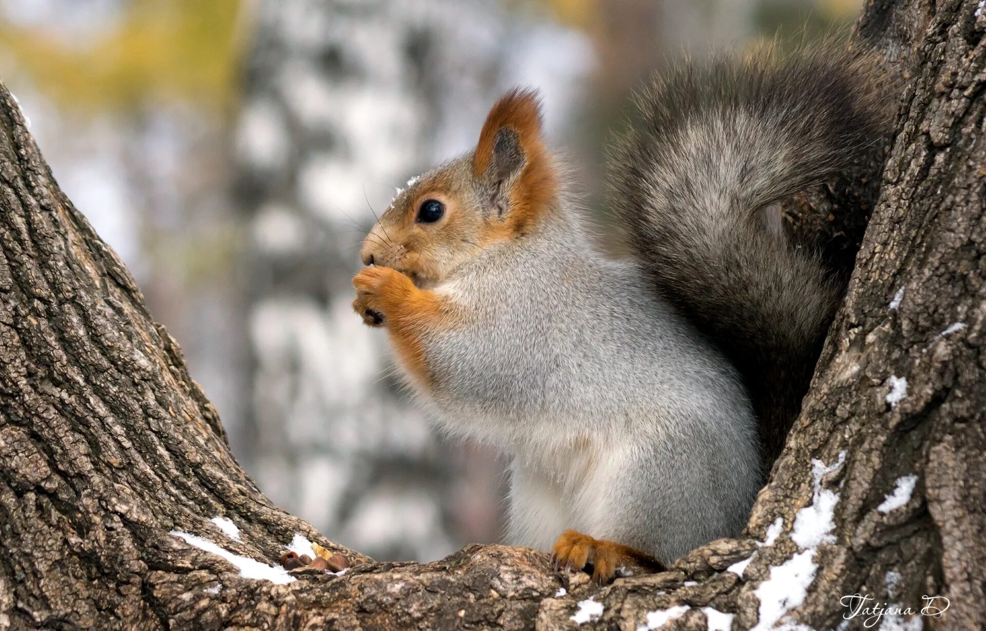 Звери зимой. Звери осенью. Животные осенью. Западная серая белка. Белка серая зимой.