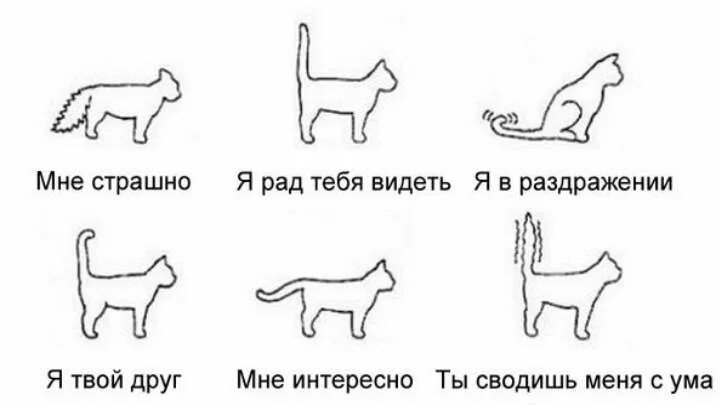 Действия кота если сема вопит. Положение хвоста у кошки. Настроение кота по хвосту. Поведение кошки по хвосту. Как понять поведение кошки по хвосту.
