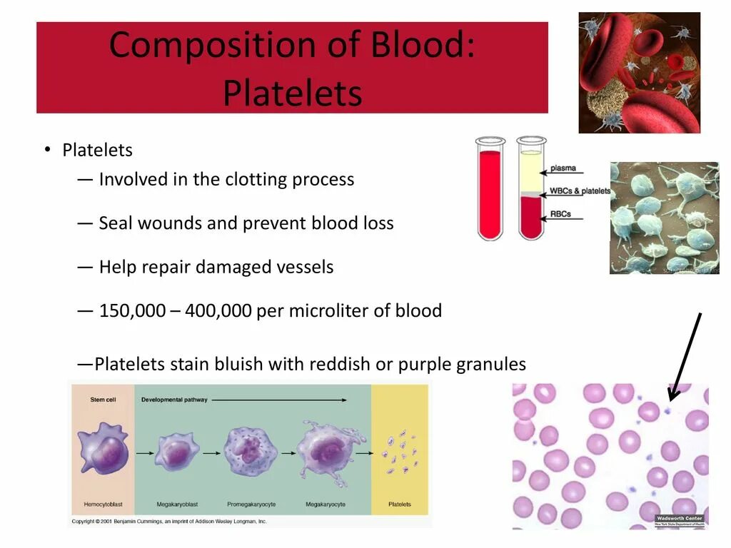 Blood structure. Blood Composition. Functions of Blood. What is Platelet.