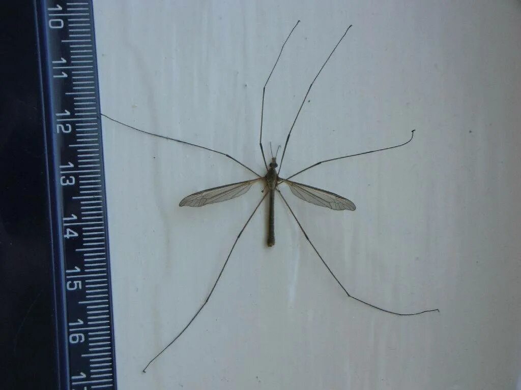Как называется большой комар