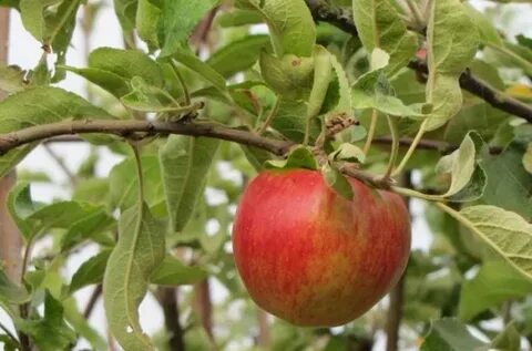Яблоня беркутовская описание сорта фото отзывы