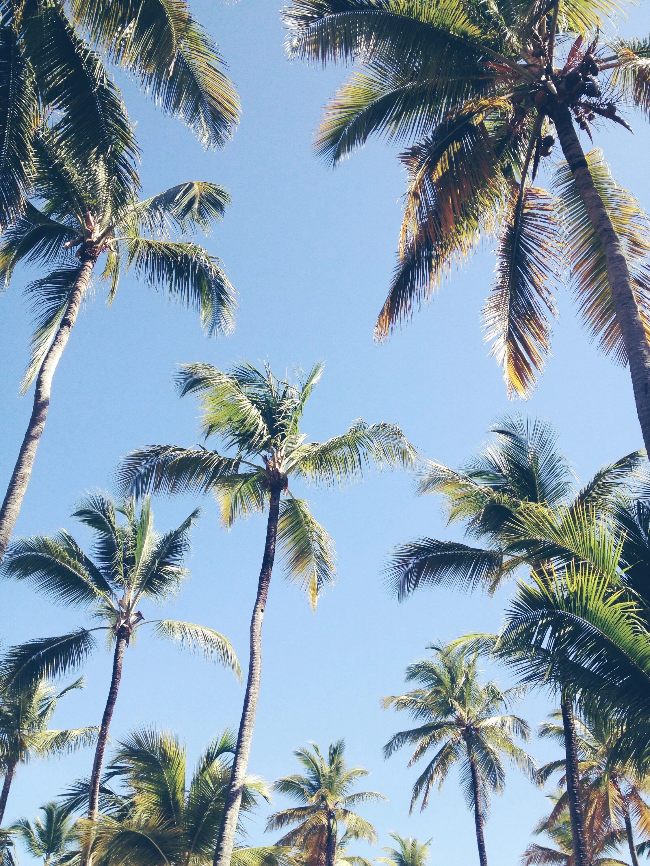 Palm tree funk. Гиффена пальма. Palm tree funk. Фон пальмы. Пальма вид сверху.