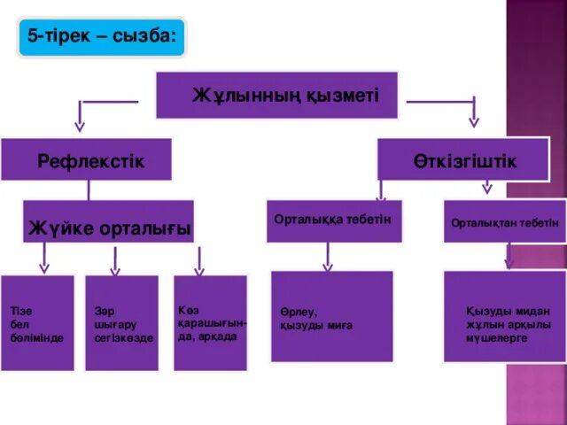 Жүйке жүйесі презентация. Сызба. Жүйке жүйесі дегеніміз не. Жүйке жүйе дегеніміз не.