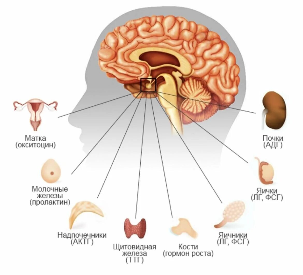 Гипофиз влияет на рост. Гипофиз головного мозга гормоны. Структура головного мозга гипофиз. Гипофиз схема мозга. Строение гормонов аденогипофиза.