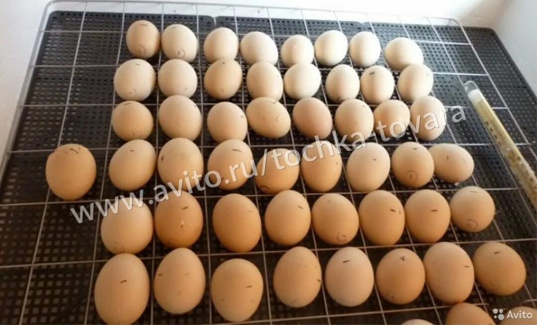 Купить яйца кур несушек для инкубатора. Яйца бройлеров для инкубатора. Решетки для индюшиных яиц. Инкубационное яйцо бройлера в инкубаторе. Форма яиц инкубационных.