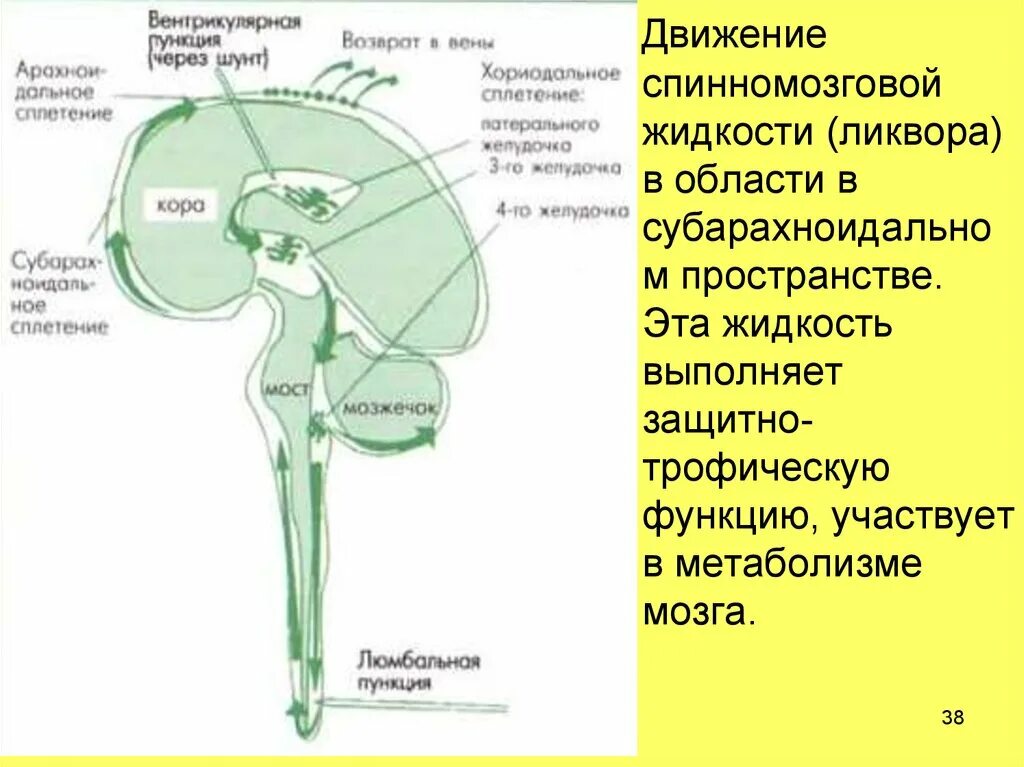 Что такое ликвор в головном мозге. Глиальные клетки вырабатывающие ликвор. движение ликвора в головном мозге схема. циркуляция спинномозговой жидкости. схема циркуляции спинномозговой жидкости.