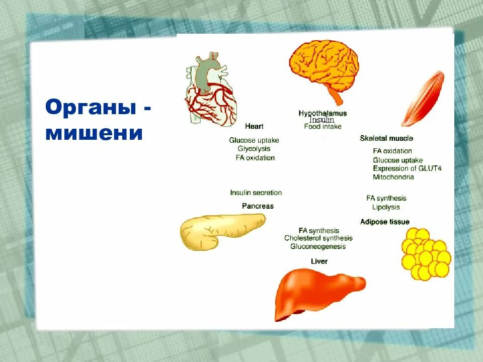 Назовите- органы-мишени,. Органы мишени гормона серотонина. Нарушение питания органы мишени.