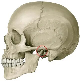 치대공부 턱의 움직임 (Temporomandibular joint ; TMJ) - 오르비 