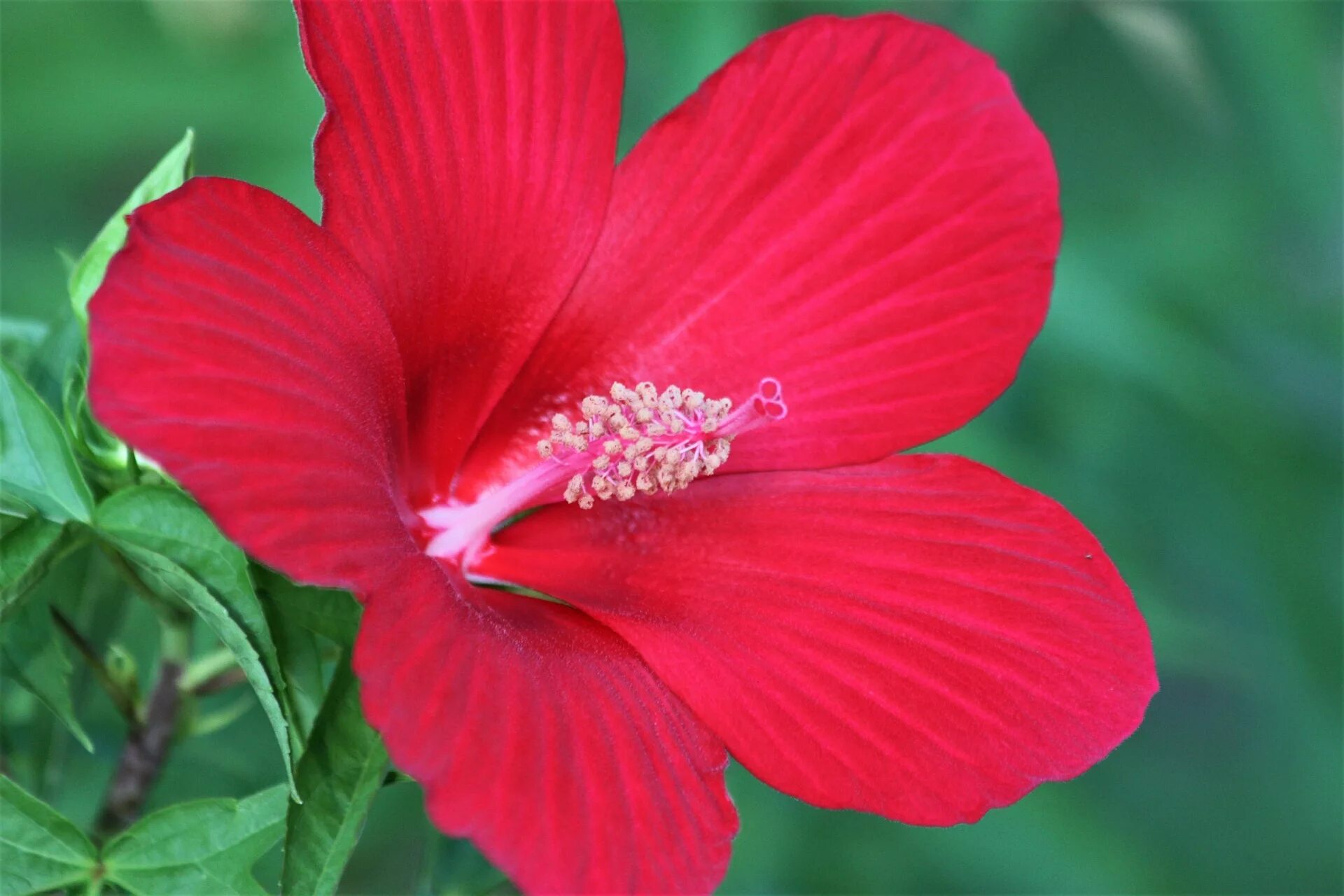 Зацветает красно. Hibiscus coccineus. Камелия гибискус. Гибискус красный. Гибискус ярко-красный.