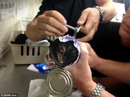 Кошка застряла в консерве
