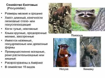 Семейство войти