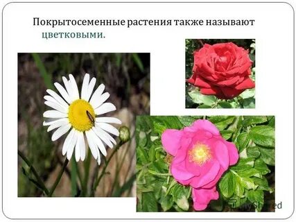 Растение которое относится к покрытосеменным растениям